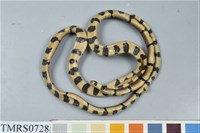 藏品(環紋赤蛇)的圖片